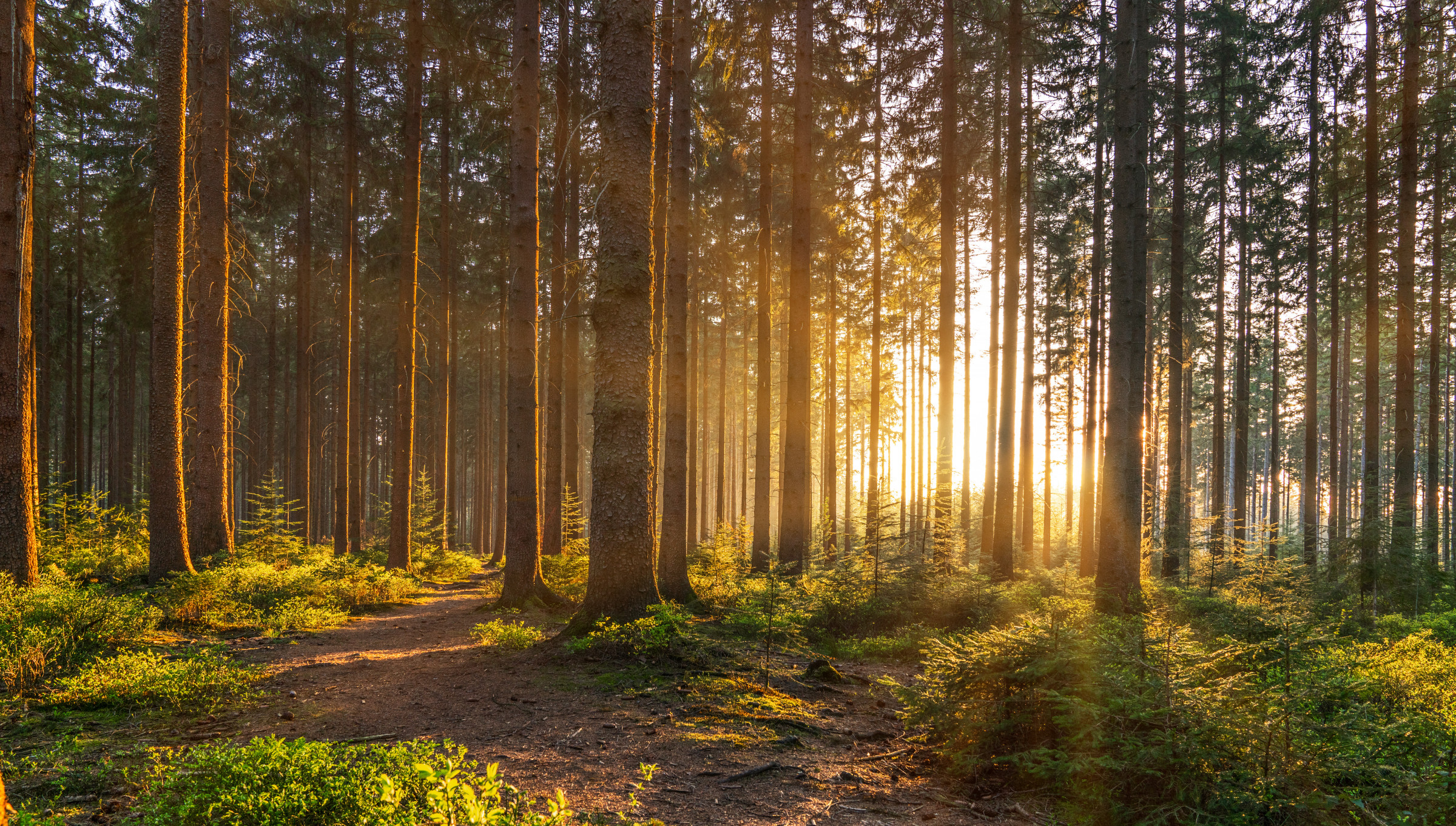 AdobeStock_242895340 - Wald